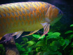 チーム・ドラゴン！！