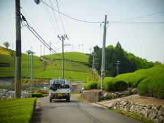 お茶のさと。