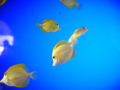 ファインディング・ニモ