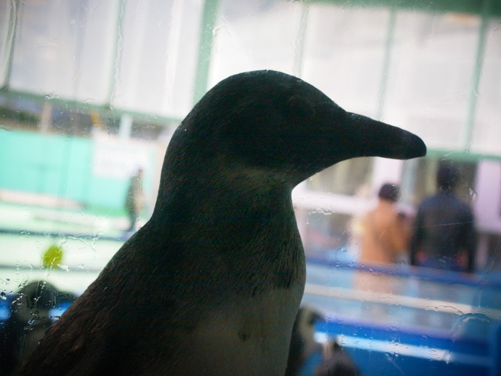 penguin