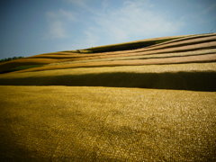 黄金に輝く茶畑