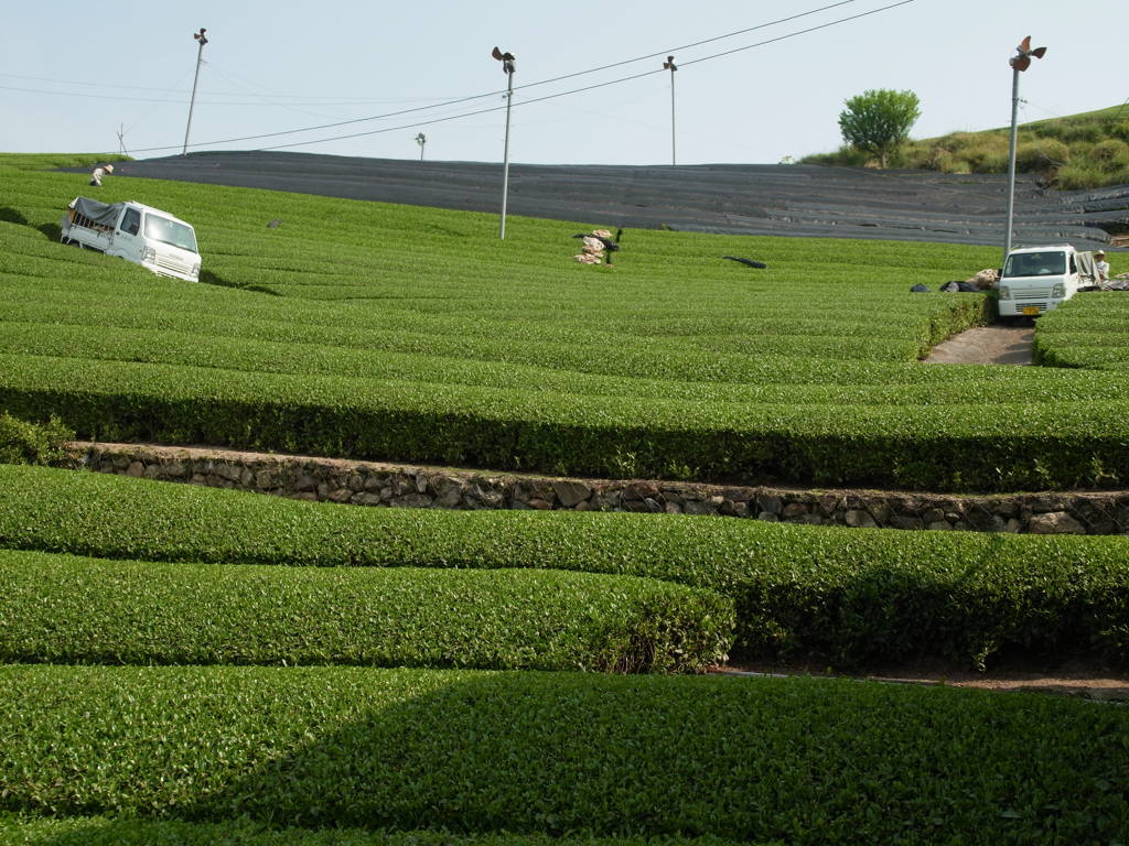 茶摘みの季節