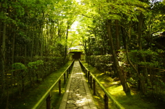 高桐院の新緑。