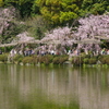 IMGP6492
