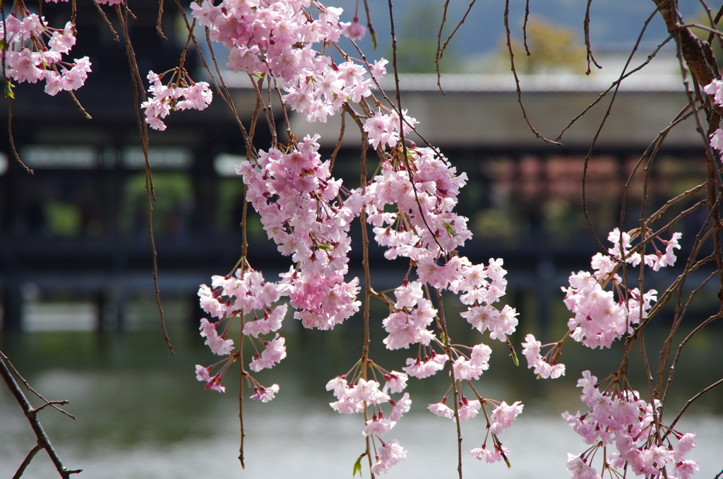 しだれ桜。