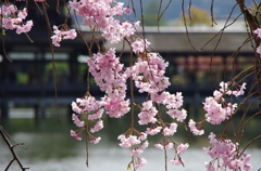 しだれ桜。