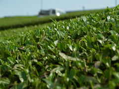 green tea