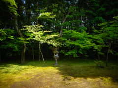 新緑の高桐院