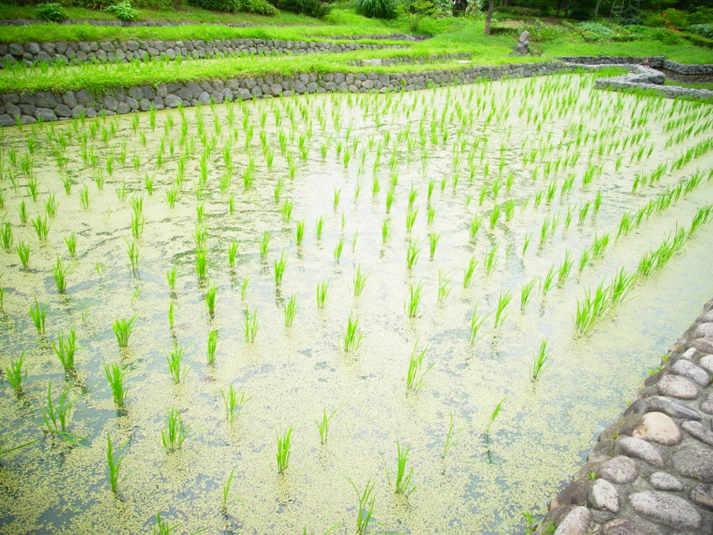 都会の田んぼ