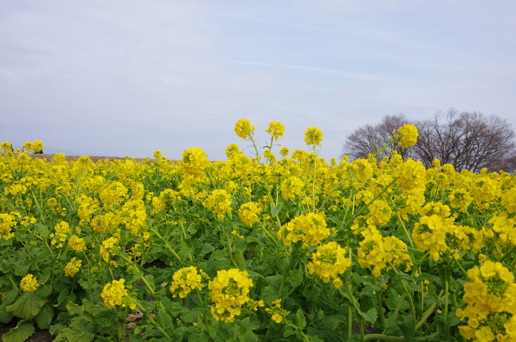 菜の花畑