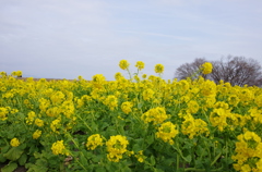 菜の花畑