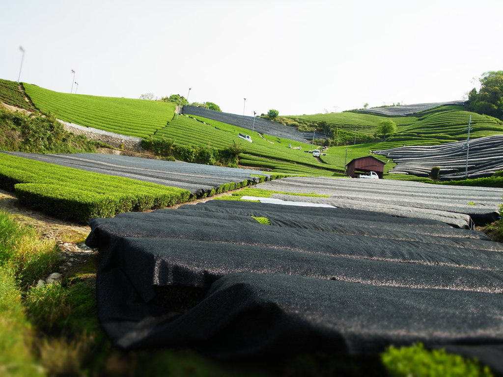 京都・和束の茶畑