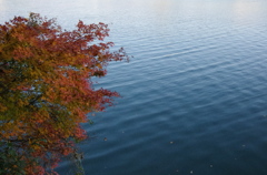 水と紅葉。