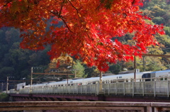 保津峡のもみじ。