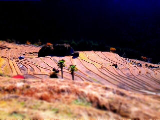 maruyama rice terrace
