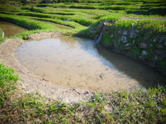 小さな棚田