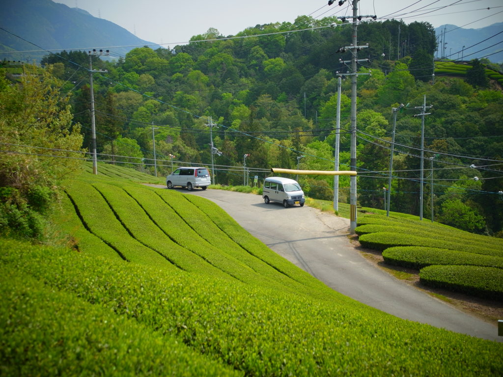 お茶のさと。