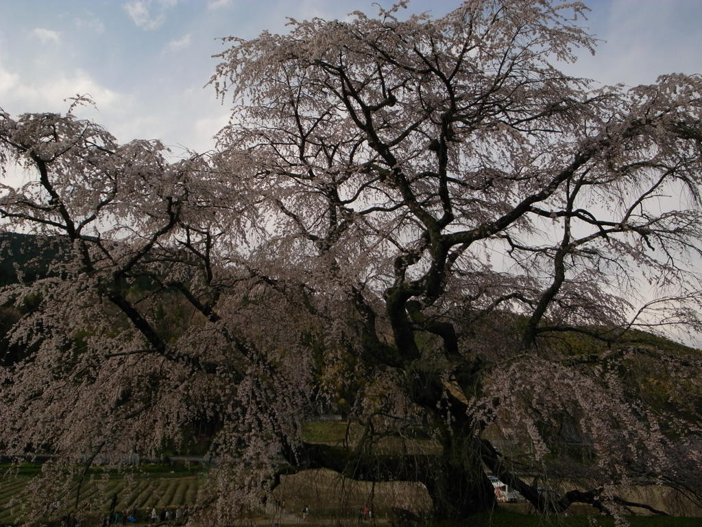 しだれ桜
