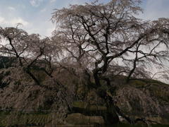 しだれ桜