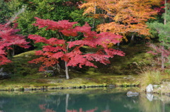 天龍寺の紅葉。