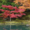 天龍寺の紅葉。