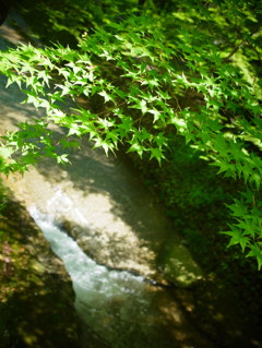 新緑のせせらぎ。
