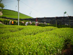 茶摘みなう！！