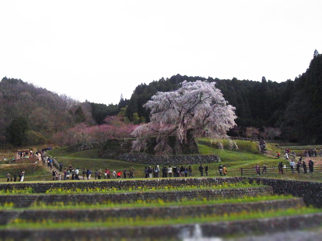 又兵衛桜（ミニチュア風）
