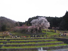 又兵衛桜（ミニチュア風）