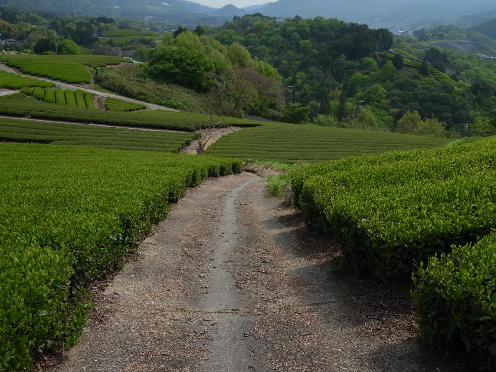 お茶の道