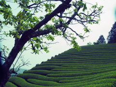 和の景色