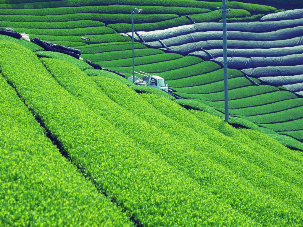 宇治茶の郷