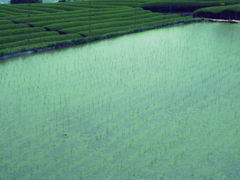 お米とお茶