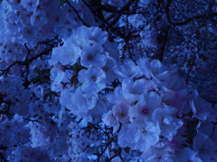 cherry blossom