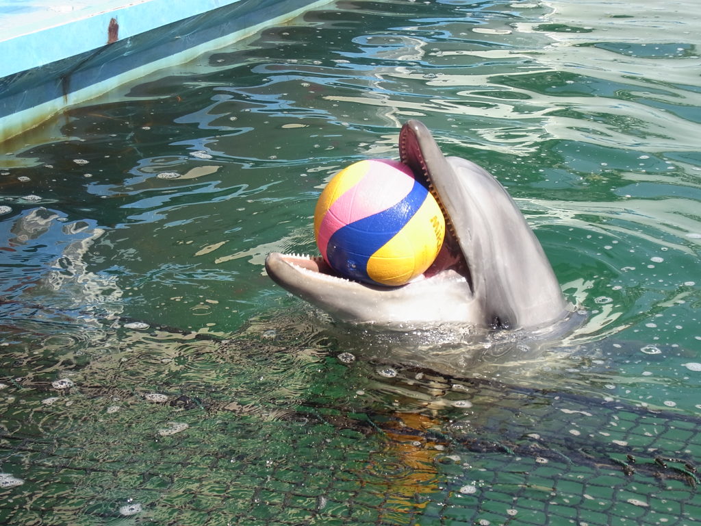 ナイスキャッチ