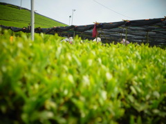 茶摘みなう！！