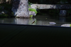 IMGP7985