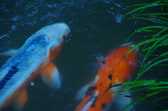 三千院の鯉