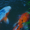 三千院の鯉