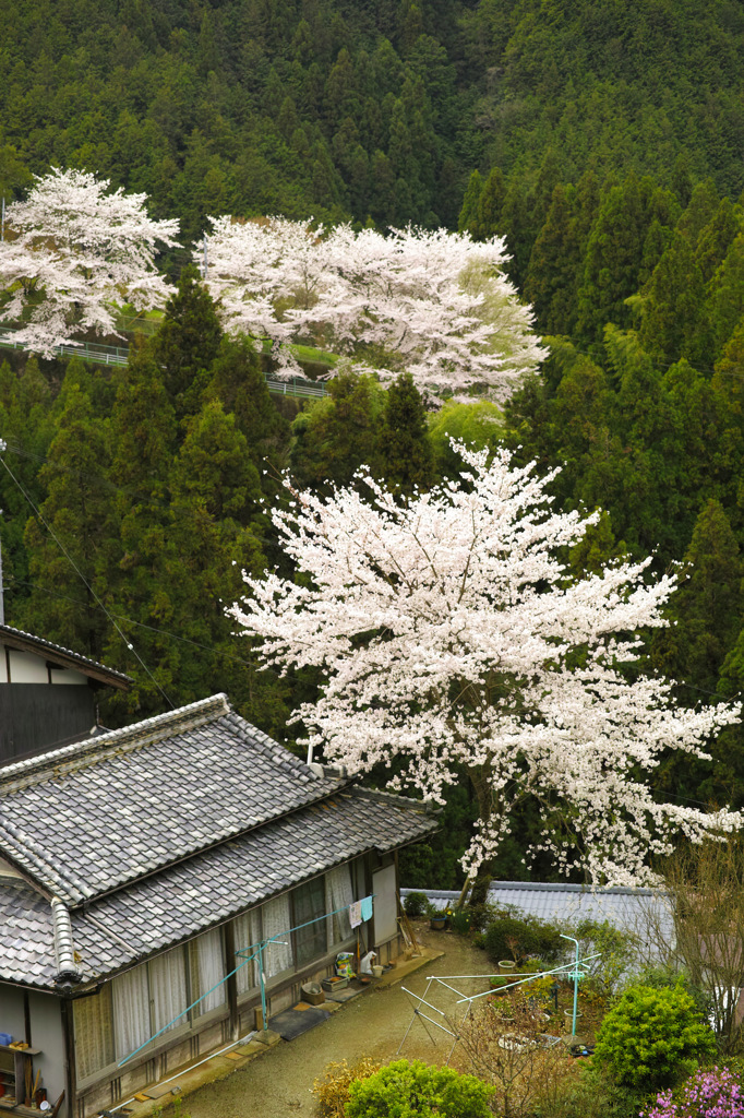 民家の桜。