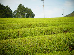 お～いお茶