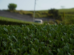 green tea