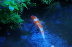 宝泉院の錦鯉。