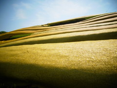 黄金に輝く茶畑