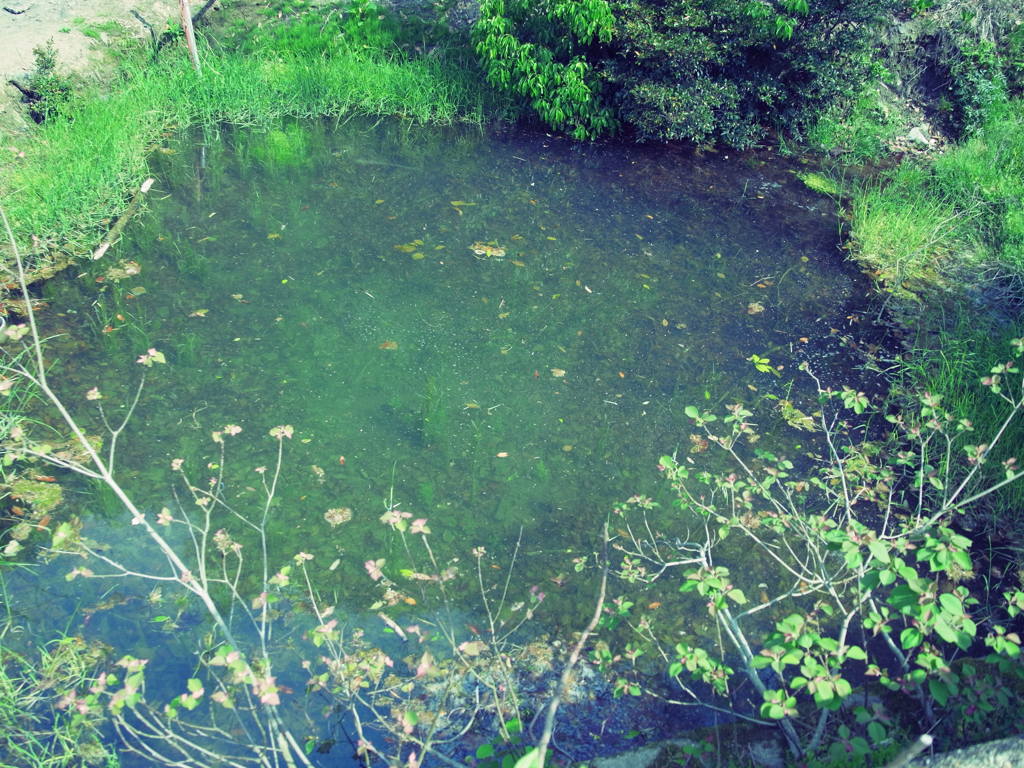 pond