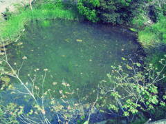 pond