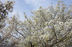 IMGP6709
