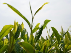 お茶っぱ
