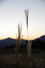 秋の穂。