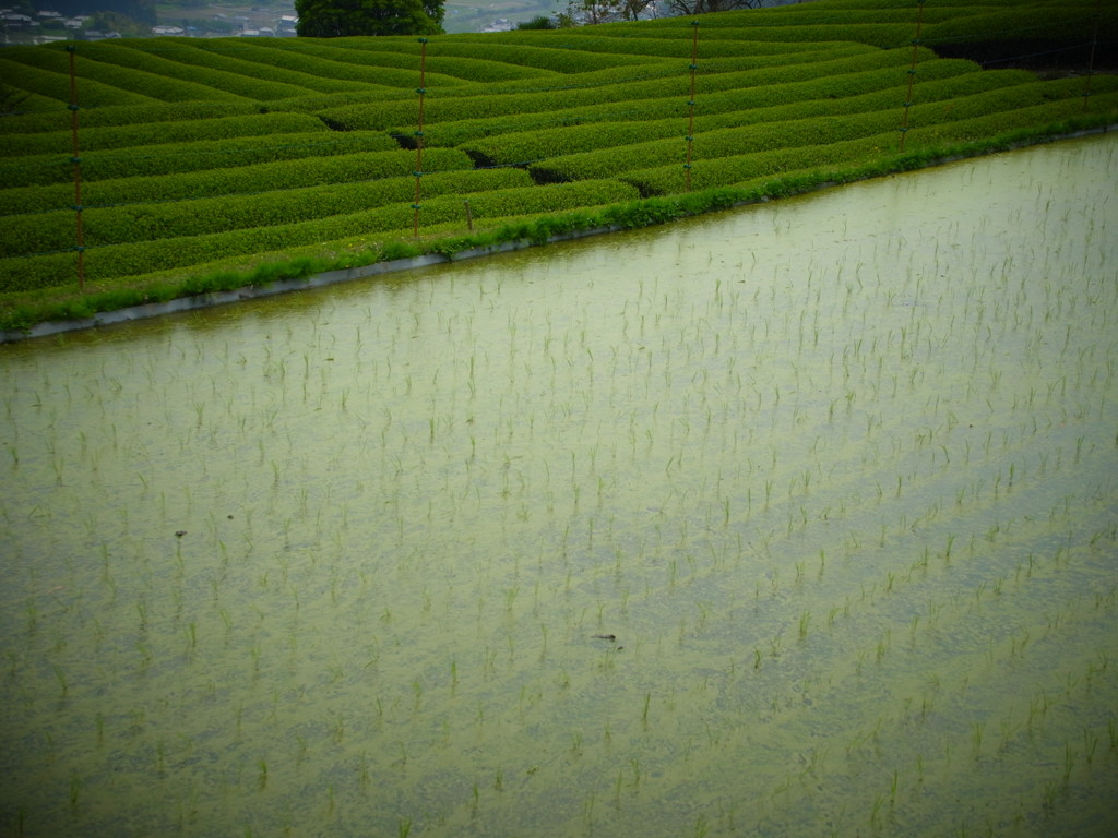 お米とお茶